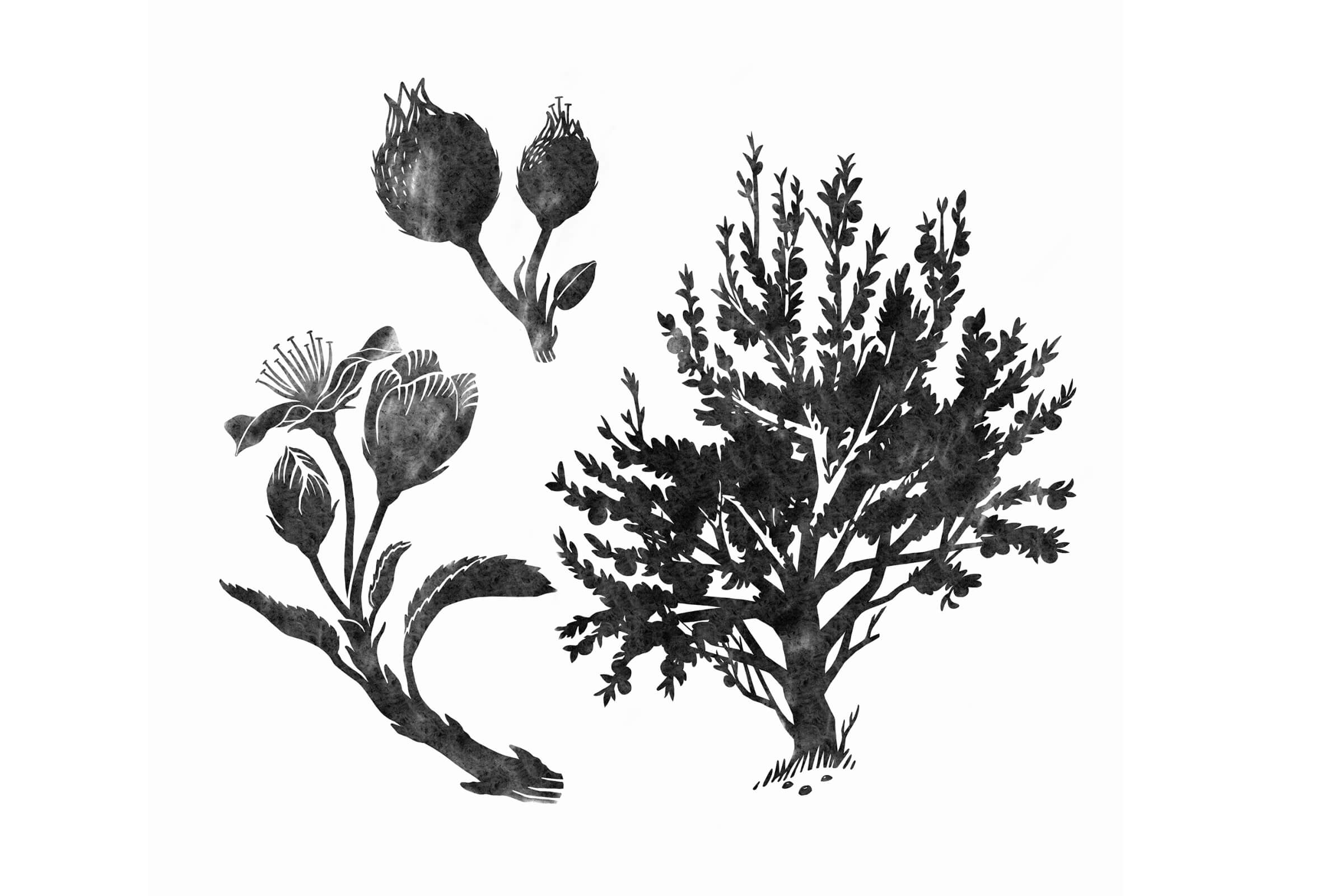 pommier-juliette-rey