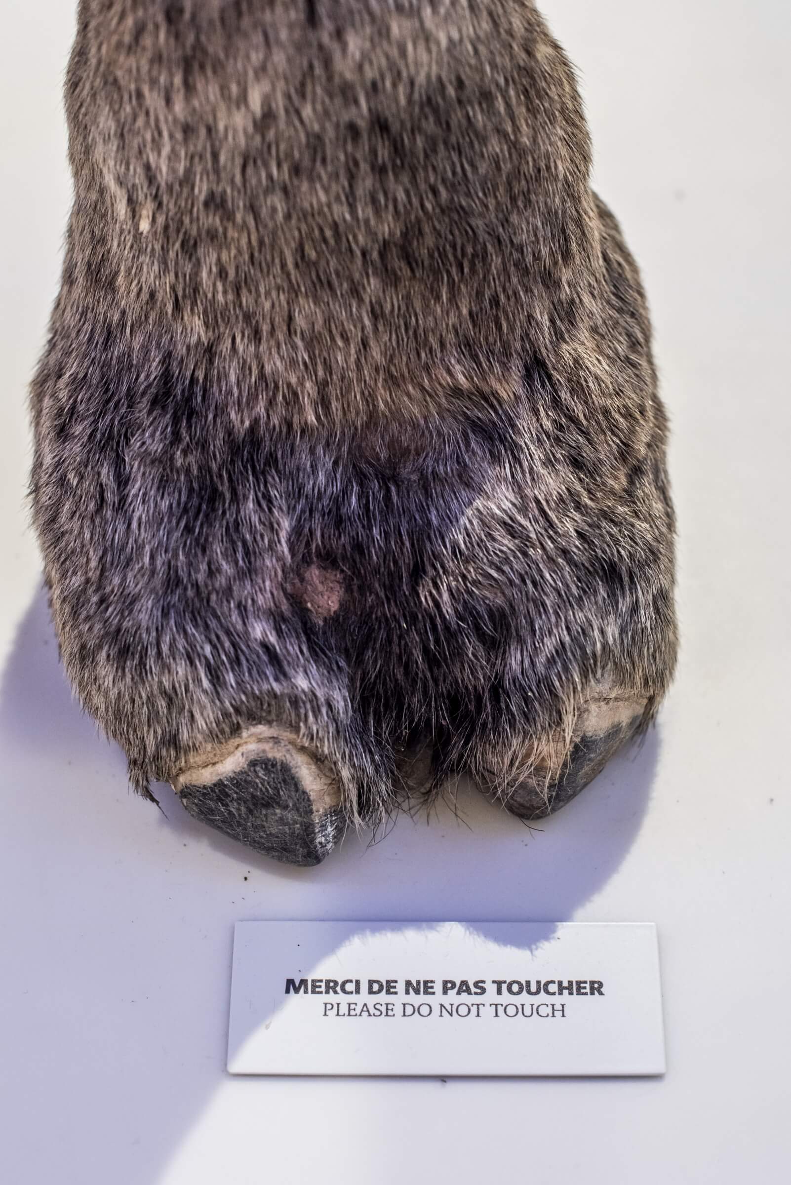 museum2.hd.2019anaka-98