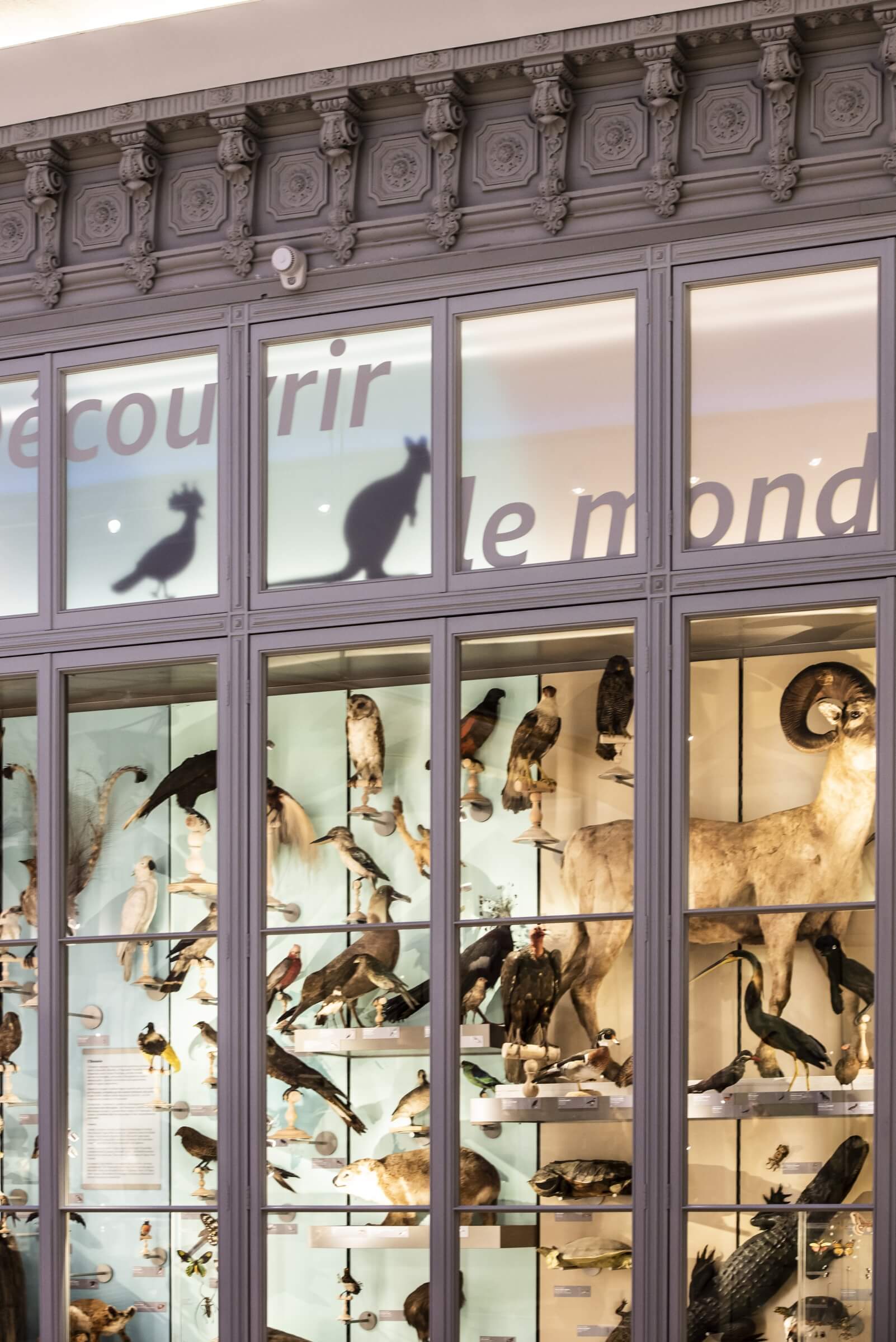 integral designers – muséum de Bordeaux