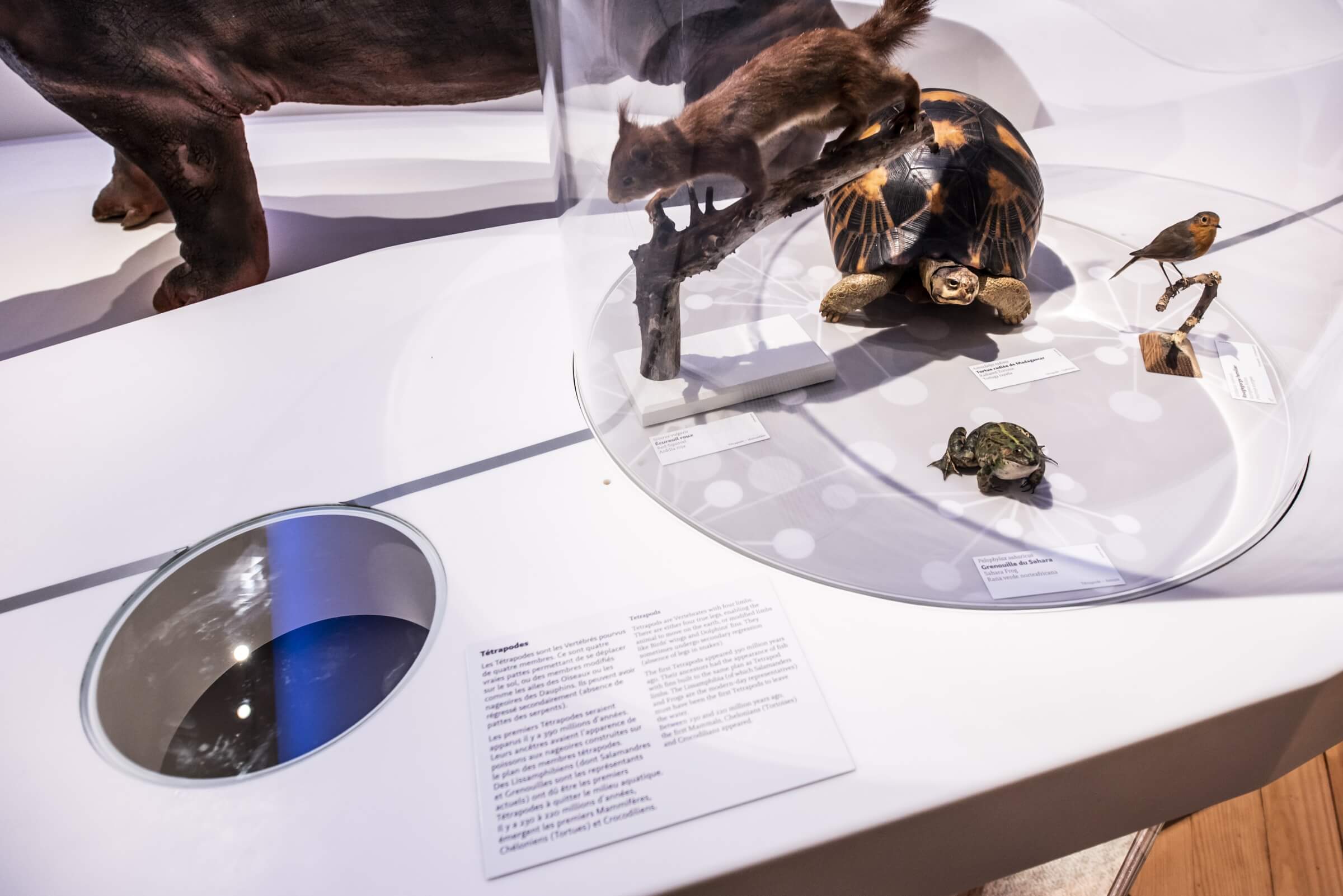 integral designers – muséum de Bordeaux