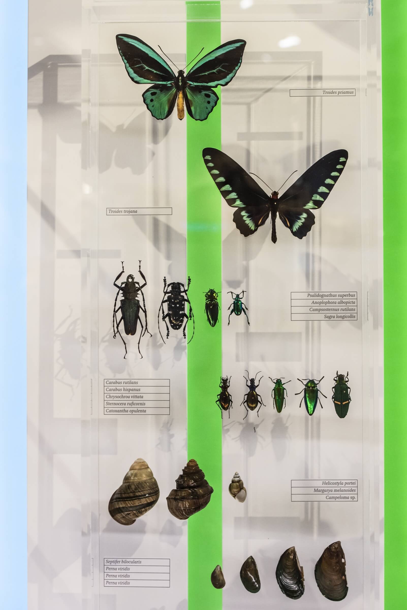 museum1.hd.2019anaka-65