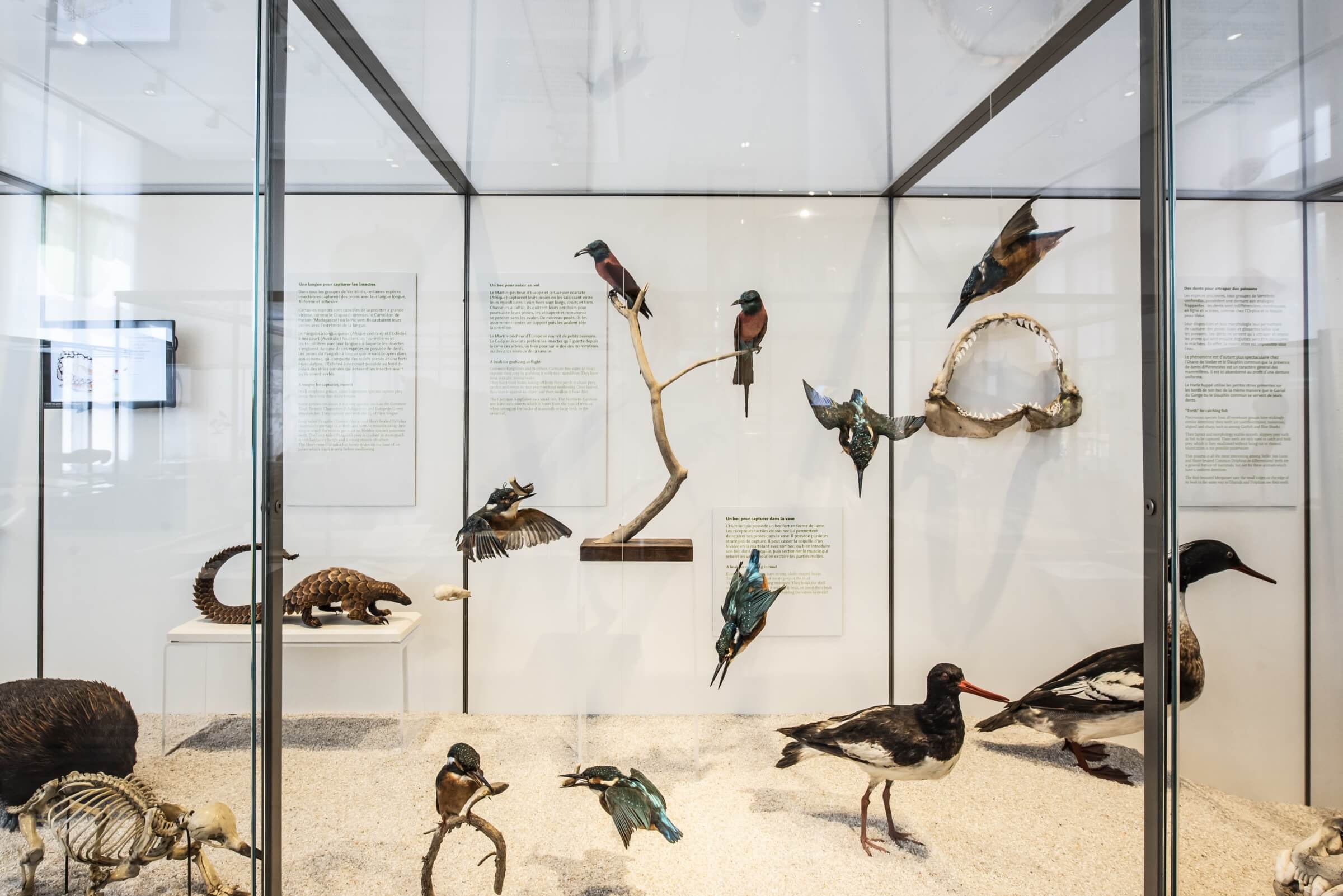 museum1.hd.2019anaka-163