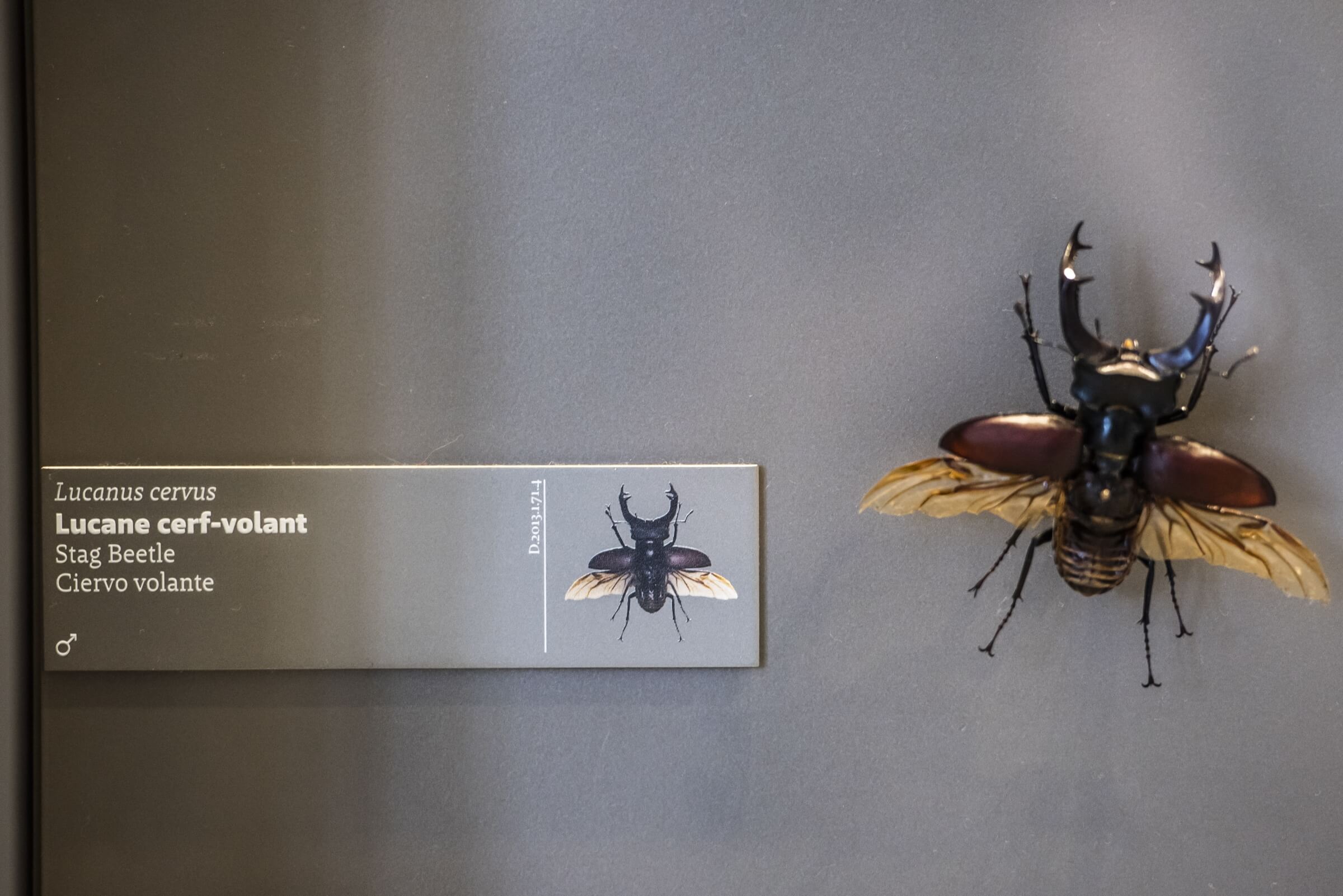 museum1.hd.2019anaka-197